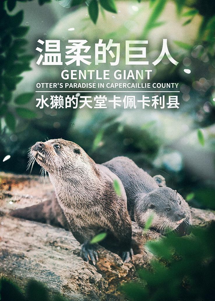 温柔的巨人——水獭的天堂卡佩卡利县