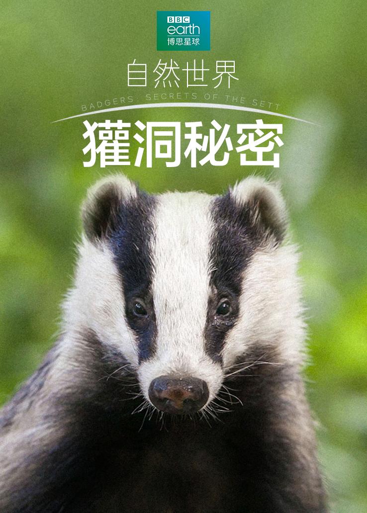 自然世界：獾洞秘密